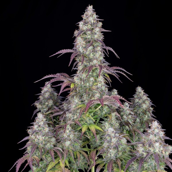 BearBush-Bear-Bush-Botanical-Collective-Fast-Buds-Lemon-Pie-Auto-4