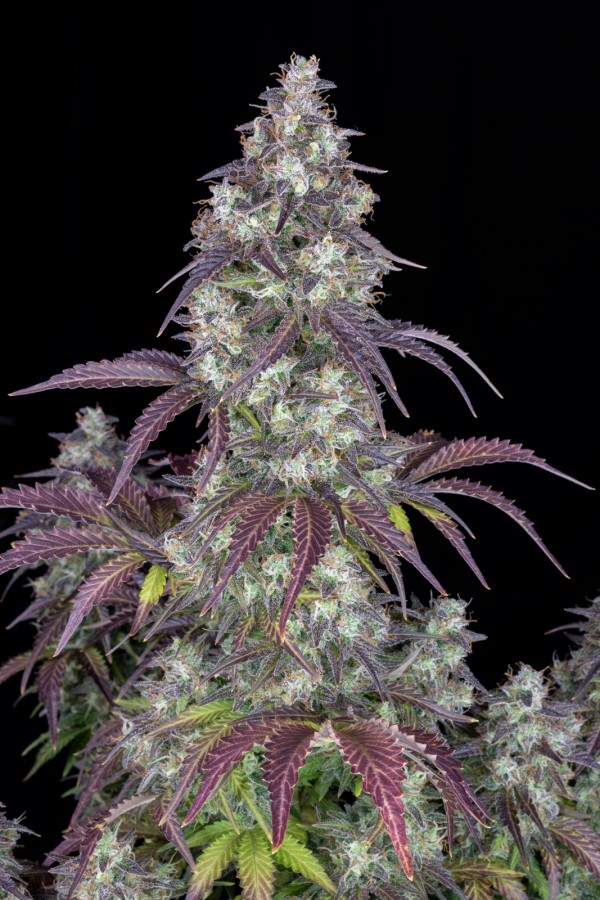 BearBush-Bear-Bush-Botanical-Collective-Fast-Buds-Lemon-Pie-Auto-5