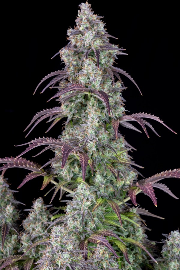 BearBush-Bear-Bush-Botanical-Collective-Fast-Buds-Lemon-Pie-Auto-6