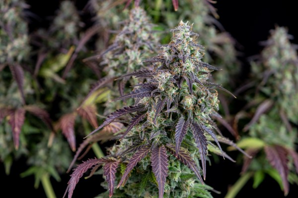 BearBush-Bear-Bush-Botanical-Collective-Fast-Buds-Lemon-Pie-Auto-7