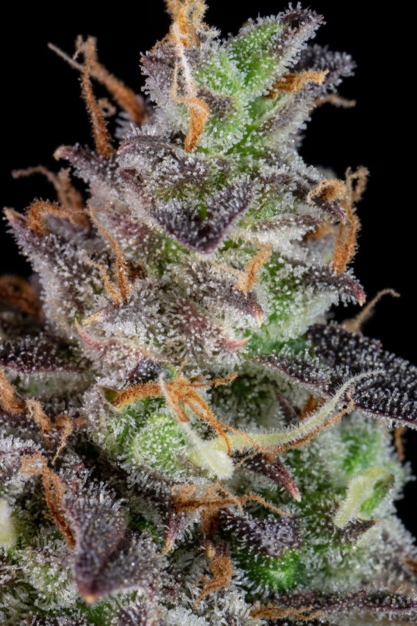 BearBush-Bear-Bush-Botanical-Collective-Fast-Buds-Lemon-Pie-Auto-9