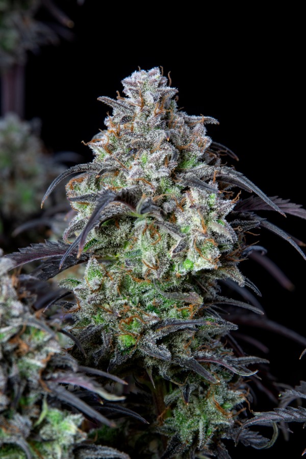 BearBush-Bear-Bush-Botanical-Collective-Fast-Buds-Mimosa-Cake-Auto-10