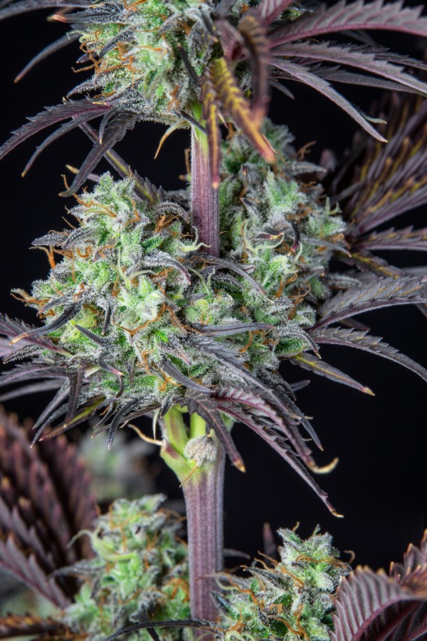 BearBush-Bear-Bush-Botanical-Collective-Fast-Buds-Mimosa-Cake-Auto-12