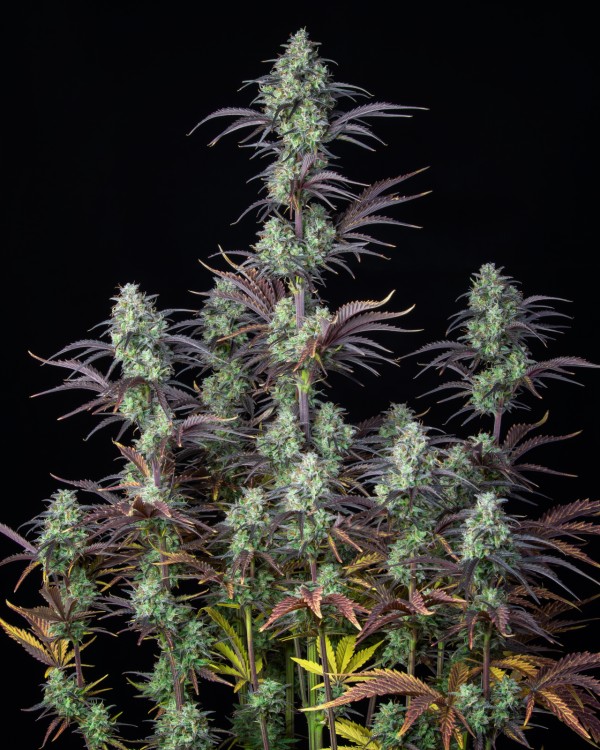 BearBush-Bear-Bush-Botanical-Collective-Fast-Buds-Mimosa-Cake-Auto-3