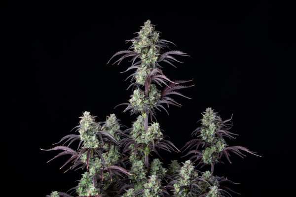 BearBush-Bear-Bush-Botanical-Collective-Fast-Buds-Mimosa-Cake-Auto-4