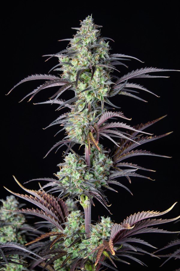 BearBush-Bear-Bush-Botanical-Collective-Fast-Buds-Mimosa-Cake-Auto-6