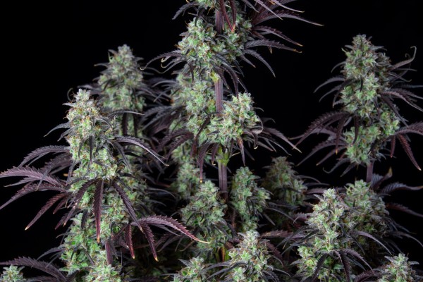 BearBush-Bear-Bush-Botanical-Collective-Fast-Buds-Mimosa-Cake-Auto-7