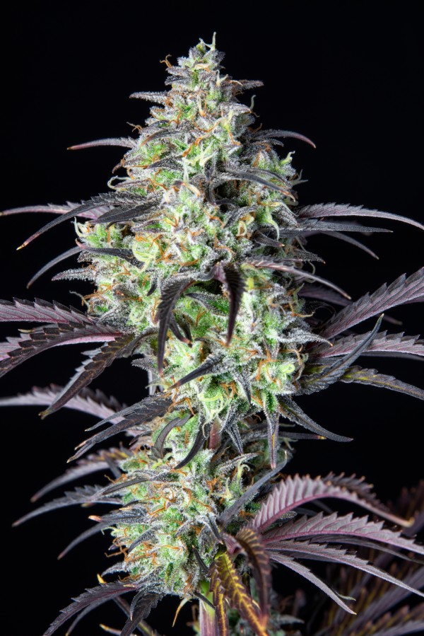 BearBush-Bear-Bush-Botanical-Collective-Fast-Buds-Mimosa-Cake-Auto-8