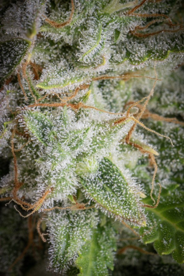 BearBush-Bear-Bush-Botanical-Collective-Fast-Buds-Orange-Sherbet-Auto-10