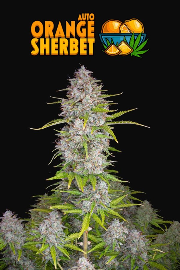 BearBush-Bear-Bush-Botanical-Collective-Fast-Buds-Orange-Sherbet-Auto-11
