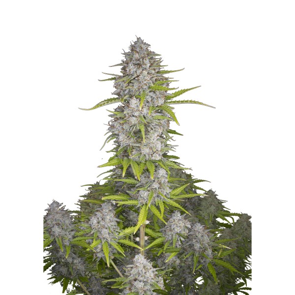 BearBush-Bear-Bush-Botanical-Collective-Fast-Buds-Orange-Sherbet-Auto-2