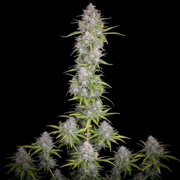BearBush-Bear-Bush-Botanical-Collective-Fast-Buds-Orange-Sherbet-Auto-4
