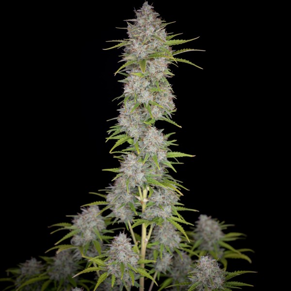 BearBush-Bear-Bush-Botanical-Collective-Fast-Buds-Orange-Sherbet-Auto-5