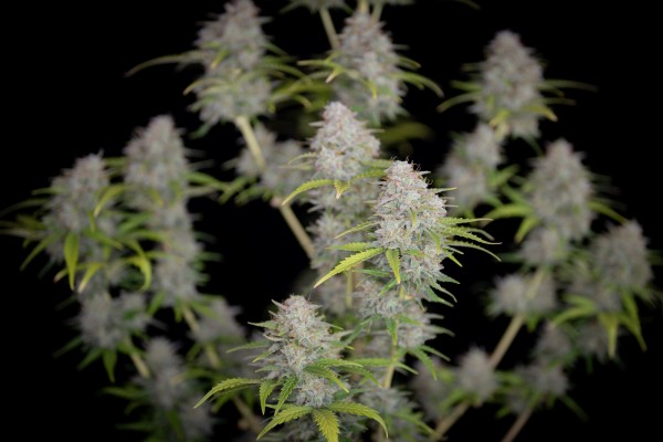 BearBush-Bear-Bush-Botanical-Collective-Fast-Buds-Orange-Sherbet-Auto-6