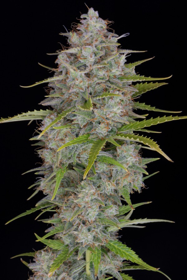BearBush-Bear-Bush-Botanical-Collective-Fast-Buds-Orange-Sherbet-Auto-8