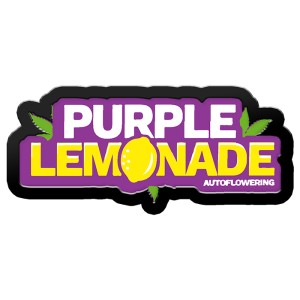BearBush-Bear-Bush-Botanical-Collective-Fast-Buds-Purple-Lemonade-Auto-1