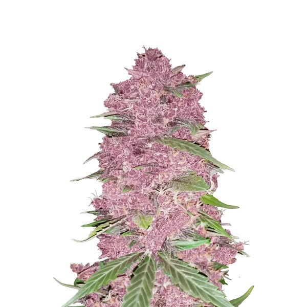 BearBush-Bear-Bush-Botanical-Collective-Fast-Buds-Purple-Lemonade-Auto-2