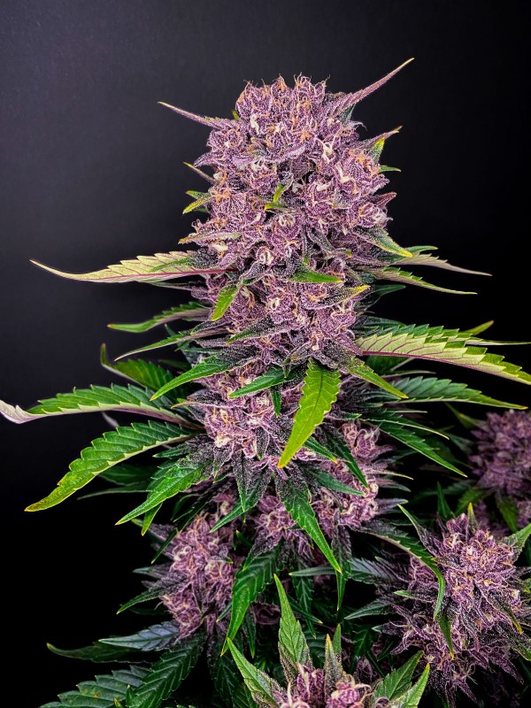 BearBush-Bear-Bush-Botanical-Collective-Fast-Buds-Purple-Lemonade-Auto-3