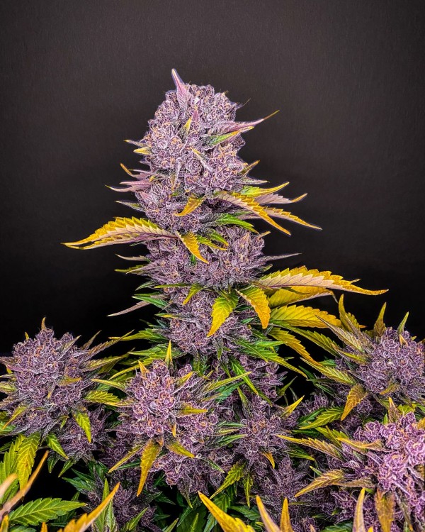 BearBush-Bear-Bush-Botanical-Collective-Fast-Buds-Purple-Lemonade-Auto-4