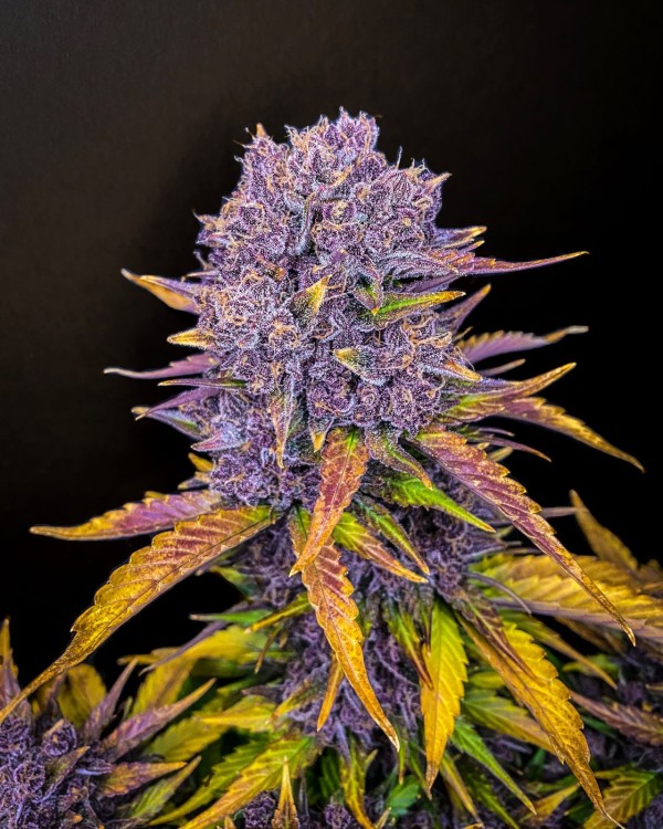 BearBush-Bear-Bush-Botanical-Collective-Fast-Buds-Purple-Lemonade-Auto-5