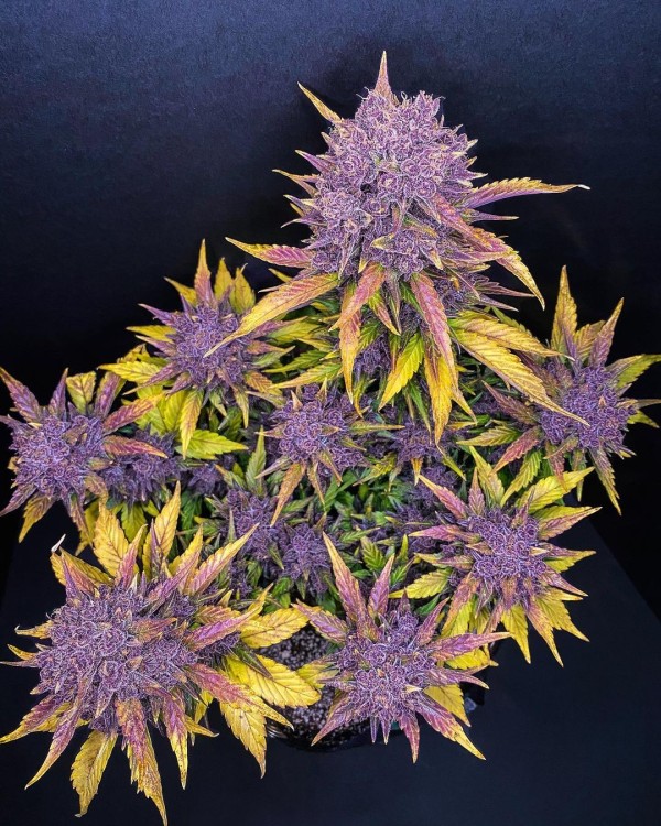 BearBush-Bear-Bush-Botanical-Collective-Fast-Buds-Purple-Lemonade-Auto-6