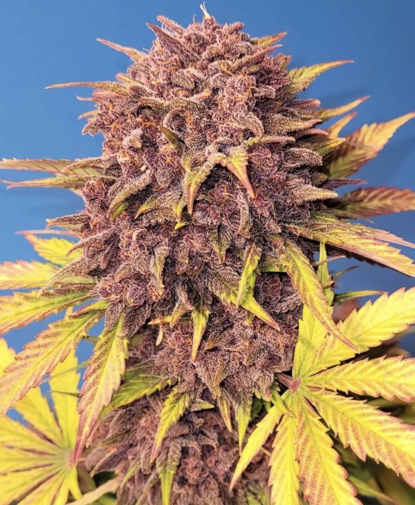 BearBush-Bear-Bush-Botanical-Collective-Fast-Buds-Purple-Lemonade-Auto-8