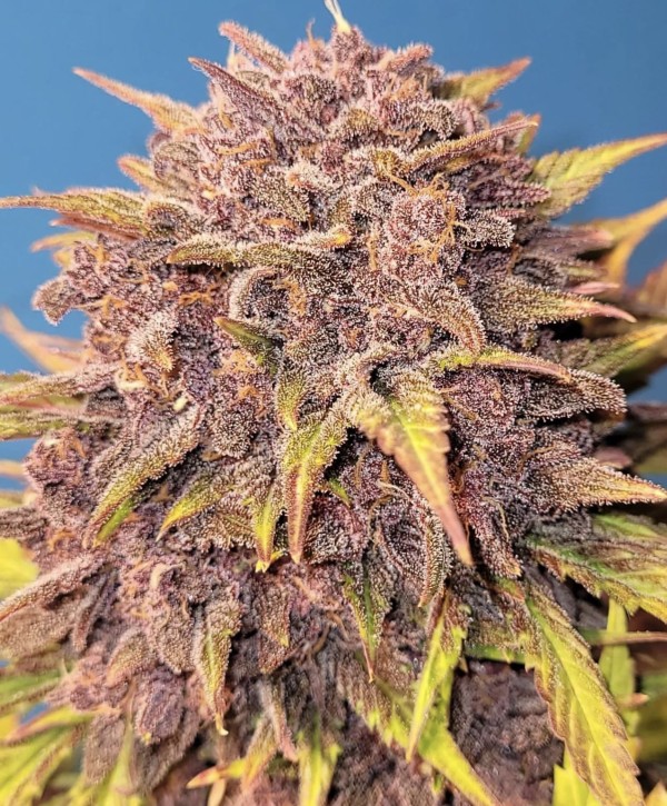 BearBush-Bear-Bush-Botanical-Collective-Fast-Buds-Purple-Lemonade-Auto-9