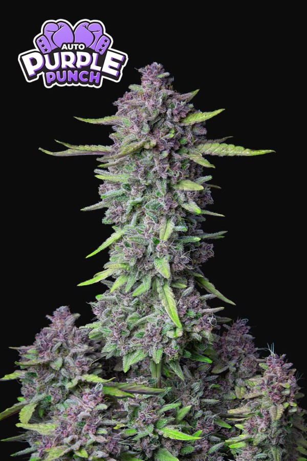 BearBush-Bear-Bush-Botanical-Collective-Fast-Buds-Purple-Punch-Auto-10