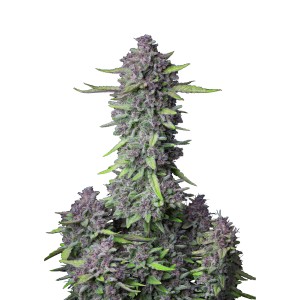 BearBush-Bear-Bush-Botanical-Collective-Fast-Buds-Purple-Punch-Auto-2