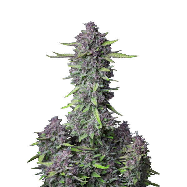 BearBush-Bear-Bush-Botanical-Collective-Fast-Buds-Purple-Punch-Auto-2