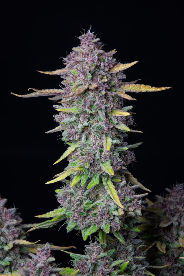 BearBush-Bear-Bush-Botanical-Collective-Fast-Buds-Purple-Punch-Auto-4