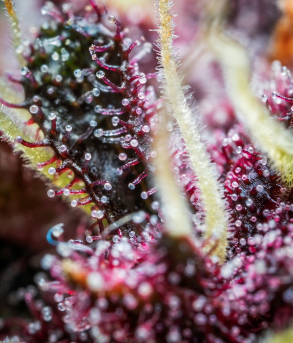 BearBush-Bear-Bush-Botanical-Collective-Fast-Buds-Purple-Punch-Auto-6