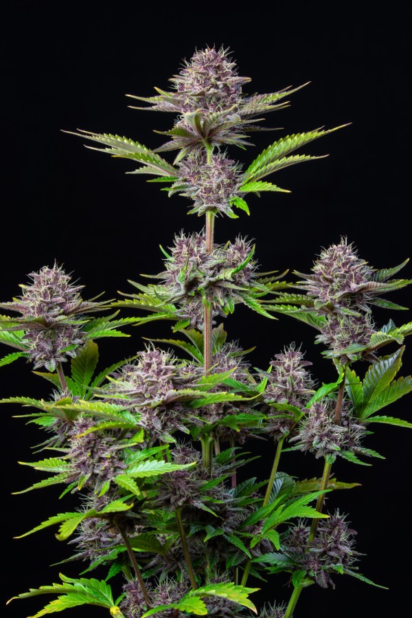 BearBush-Bear-Bush-Botanical-Collective-Fast-Buds-Purple-Punch-Auto-7
