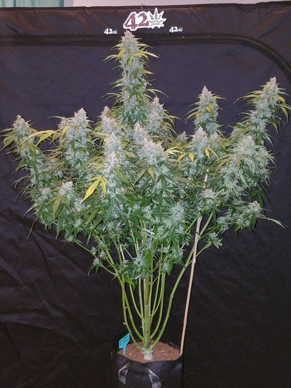 BearBush-Bear-Bush-Botanical-Collective-Fast-Buds-Six-Shooter-Auto-10