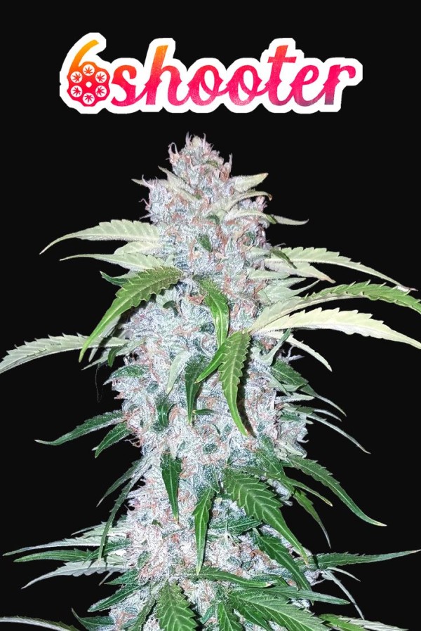 BearBush-Bear-Bush-Botanical-Collective-Fast-Buds-Six-Shooter-Auto-11
