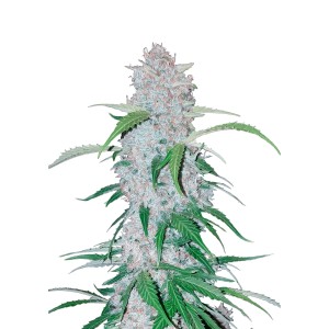 BearBush-Bear-Bush-Botanical-Collective-Fast-Buds-Six-Shooter-Auto-2