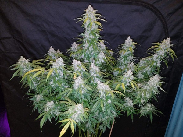 BearBush-Bear-Bush-Botanical-Collective-Fast-Buds-Six-Shooter-Auto-3