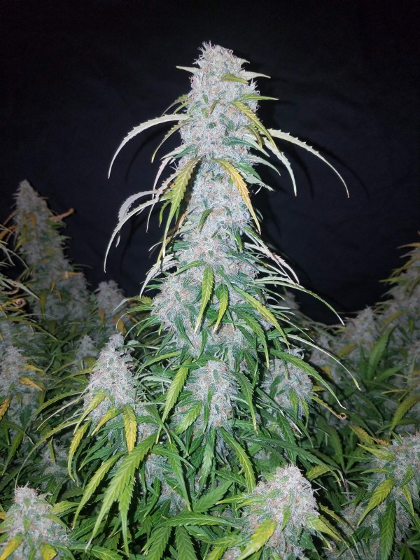 BearBush-Bear-Bush-Botanical-Collective-Fast-Buds-Six-Shooter-Auto-4