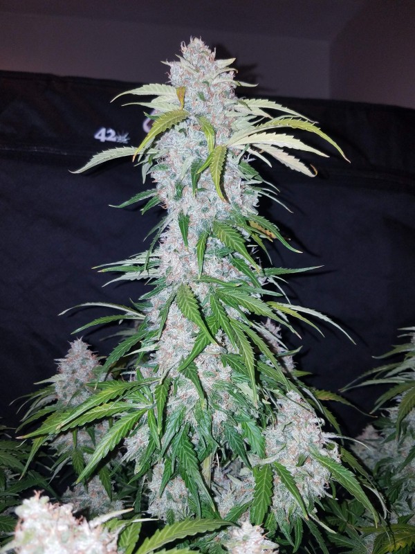 BearBush-Bear-Bush-Botanical-Collective-Fast-Buds-Six-Shooter-Auto-5