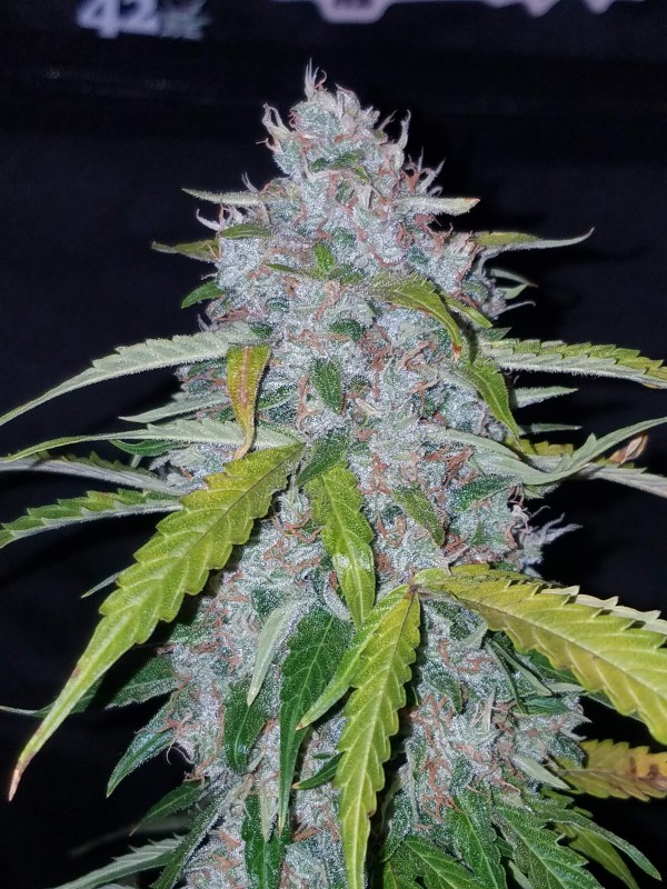 BearBush-Bear-Bush-Botanical-Collective-Fast-Buds-Six-Shooter-Auto-6