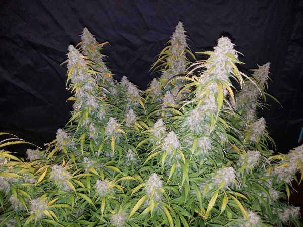 BearBush-Bear-Bush-Botanical-Collective-Fast-Buds-Six-Shooter-Auto-8