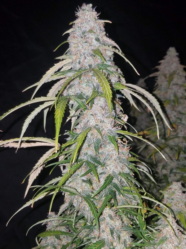 BearBush-Bear-Bush-Botanical-Collective-Fast-Buds-Six-Shooter-Auto-9