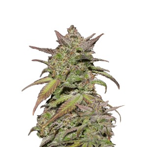 BearBush-Bear-Bush-Botanical-Collective-Fast-Buds-Smoothie-Auto-2