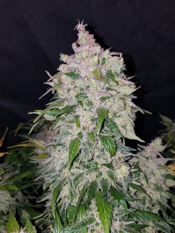 BearBush-Bear-Bush-Botanical-Collective-Fast-Buds-Stardawg-Auto-11