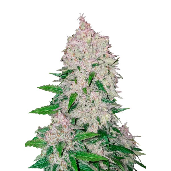 BearBush-Bear-Bush-Botanical-Collective-Fast-Buds-Stardawg-Auto-2