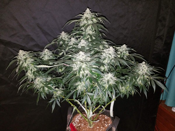 BearBush-Bear-Bush-Botanical-Collective-Fast-Buds-Stardawg-Auto-3