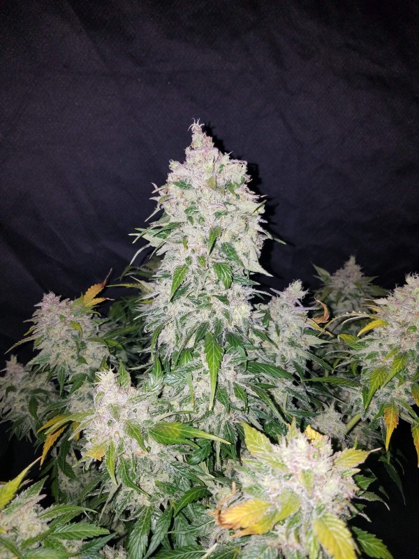 BearBush-Bear-Bush-Botanical-Collective-Fast-Buds-Stardawg-Auto-4
