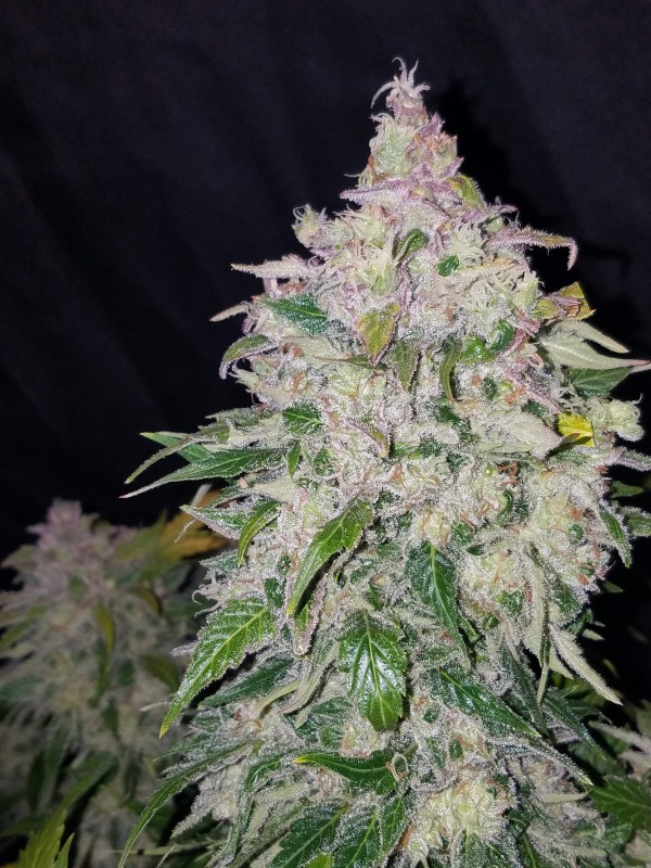 BearBush-Bear-Bush-Botanical-Collective-Fast-Buds-Stardawg-Auto-5
