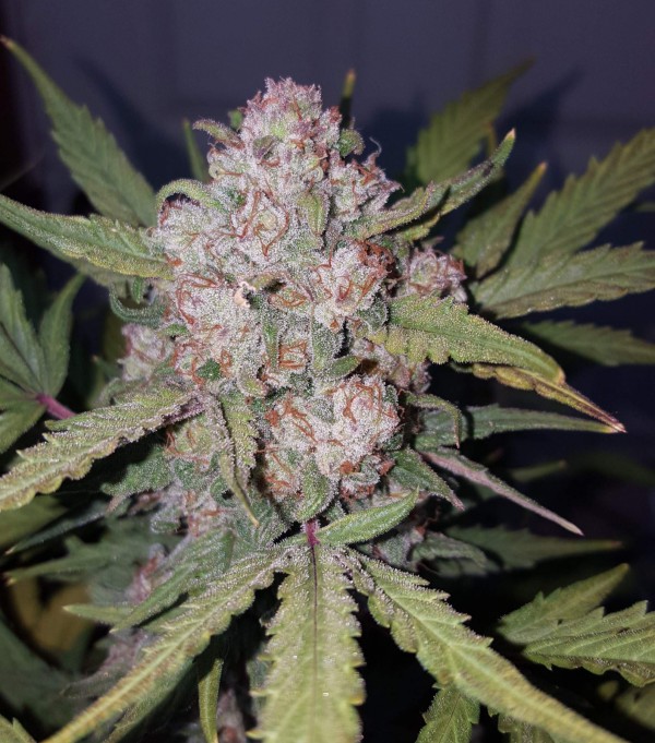 BearBush-Bear-Bush-Botanical-Collective-Fast-Buds-Stardawg-Auto-6