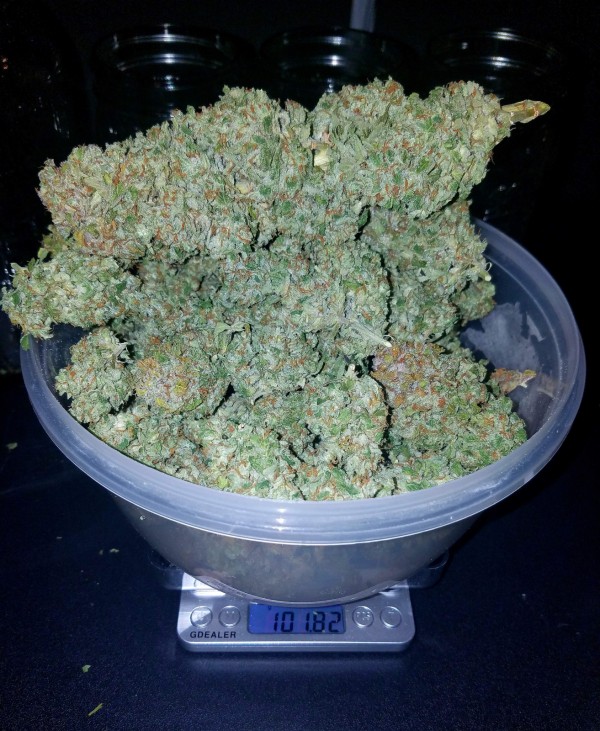 BearBush-Bear-Bush-Botanical-Collective-Fast-Buds-Stardawg-Auto-7